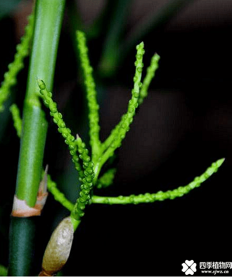 夏威夷竹开花是好还是坏呢?