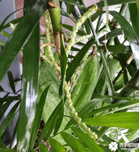 夏威夷竹开花是好还是坏呢?