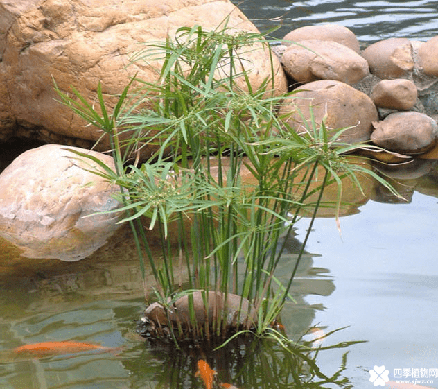 种在水里的竹子图片