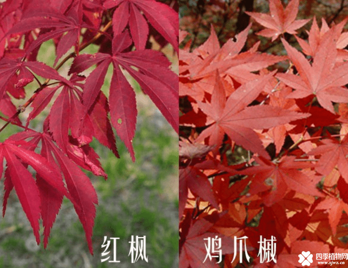 日本红枫与鸡爪槭图片