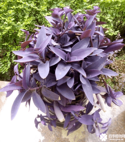 植物知识 紫鸭跖草 