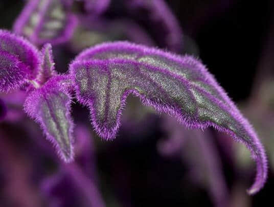 紫鹅绒