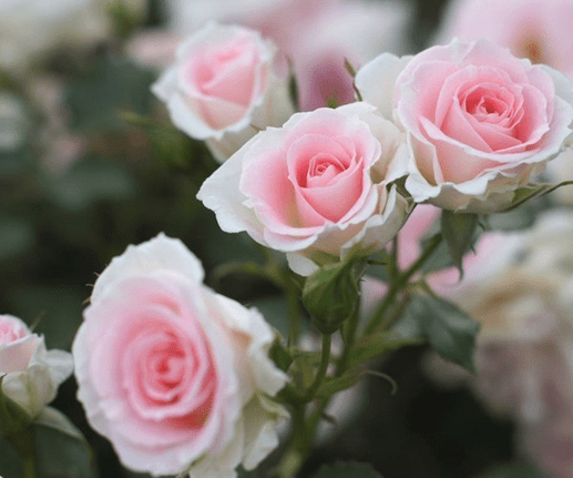 粉玫瑰代表什么意思?粉玫瑰花语大揭秘!