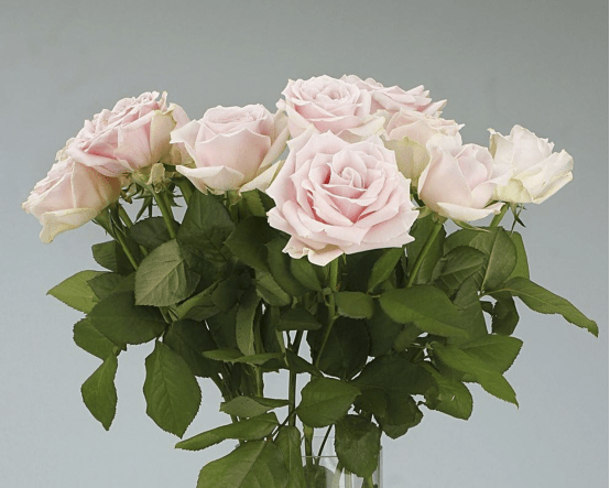 19朵粉玫瑰代表什么?带你了解它美妙浪漫的含