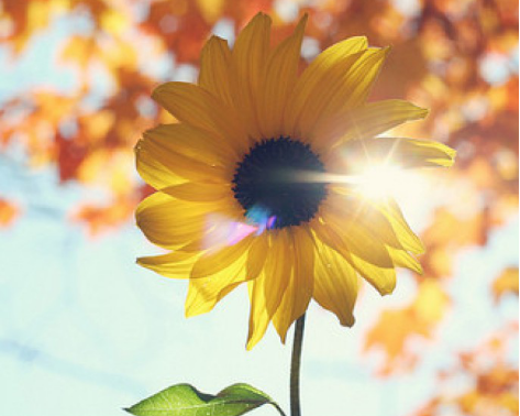 太阳花的花语是什么?太阳花为什么总是