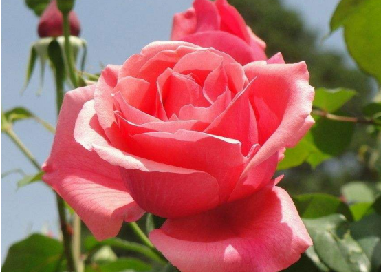 粉红玫瑰花语是什么?它代表着纯洁而刻骨的初