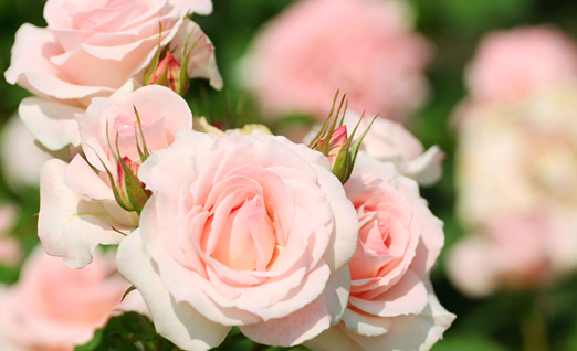 粉玫瑰的花语是什么呢?一起来看看它浪漫