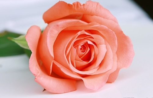 粉玫瑰的花语是什么呢?一起来看看它浪漫