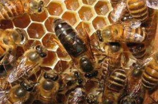 引诱蜜蜂最快的方法，5种快速招引蜜蜂的小妙招
