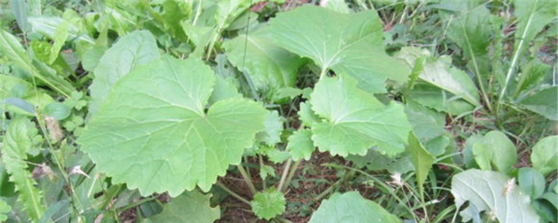葵菜的养殖方法和注意事项