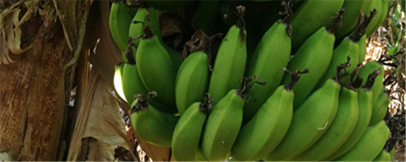香蕉产地，香蕉品种大全