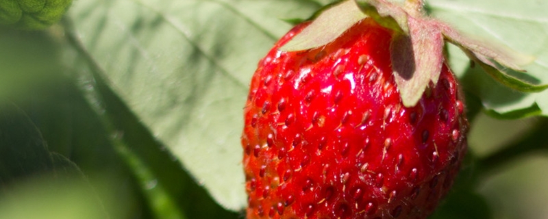 草莓立体栽培，草莓立体种植槽